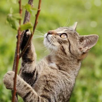 Cat in the garden Stock Photos