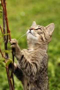 Cat in the garden Stock Photos