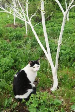Cat in the garden Foto stock