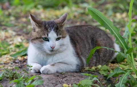 Cat in garden Stock Photos