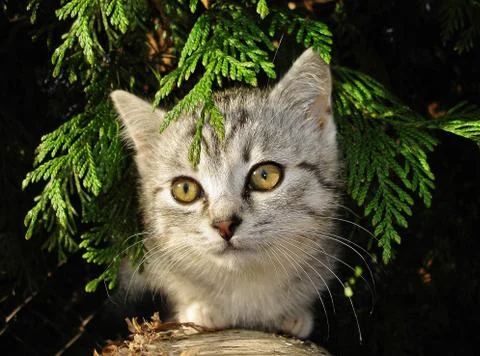 Cat in the garden Stock Photos