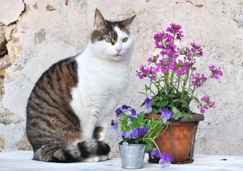 Cat on garden Stock Photos