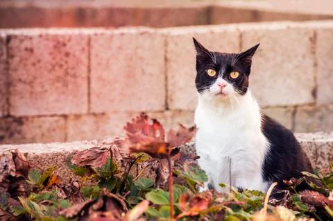 Cat in the garden Stock Photos