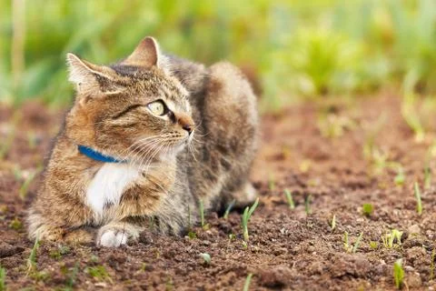 Cat in the garden Stock Photos