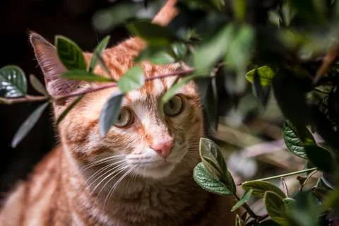 Cat on the garden Stock Photos