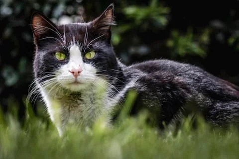 Cat on the garden Foto stock