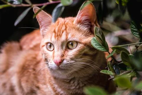 Cat on the garden Foto stock