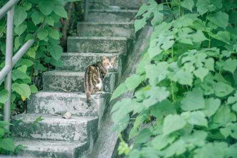 Cat in garden Stock Photos