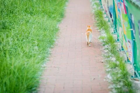 Cat in garden Stock Photos