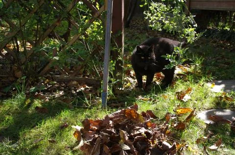 Cat in garden Stock Photos