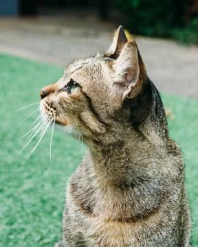 A cat in the garden. Stock Photos