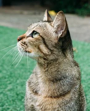 A cat in the garden. Foto stock