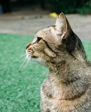 A cat in the garden. 스톡 사진