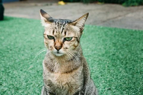 A cat in the garden. 스톡 사진
