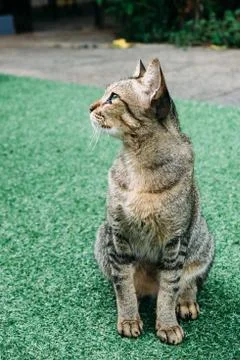 A cat in the garden. 스톡 사진