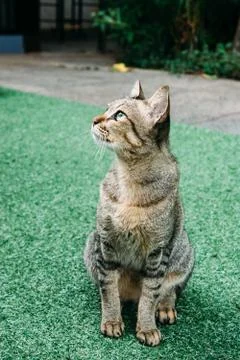 A cat in the garden. 스톡 사진