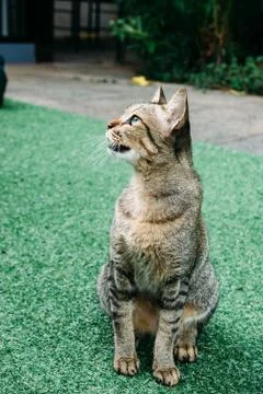 A cat in the garden. Foto stock