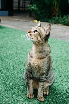 A cat in the garden. 스톡 사진