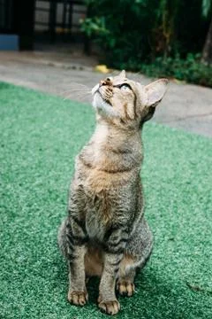 A cat in the garden. Stock Photos