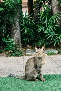 A cat in the garden. 스톡 사진
