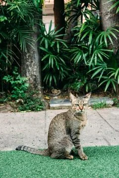 A cat in the garden. Stock Photos