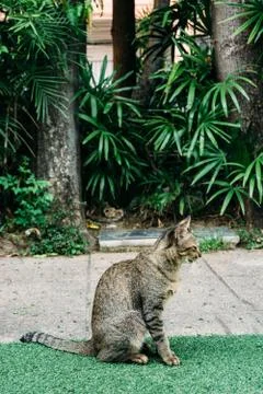 A cat in the garden. Foto stock