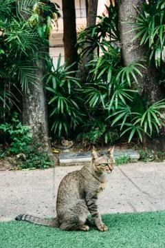 A cat in the garden. 스톡 사진