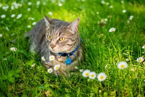 Cat in the garden Stock Photos