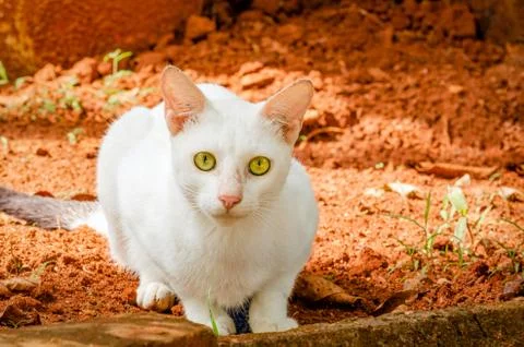Cat in the garden Stock-Fotos