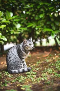Cat in the garden Stock Photos