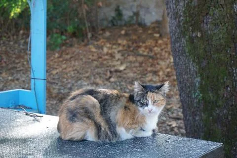 Cat in the garden Stock Photos