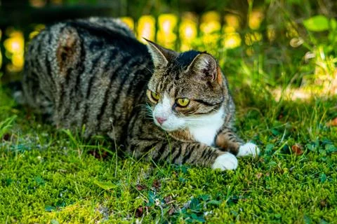 Cat in the garden Stock Photos