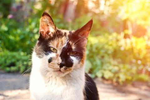 Cat in a garden Stock Photos