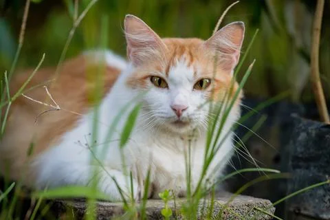 Cat is in the garden Stock Photos
