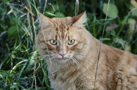 Cat on the garden Stock Photos