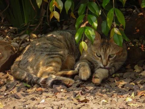 Cat in the garden. Stock Photos