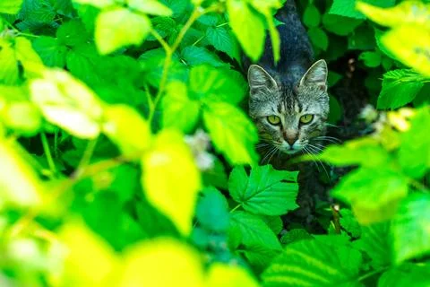 Cat in the garden Stock Photos