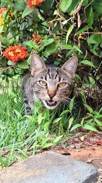Cat in the garden Stock Photos