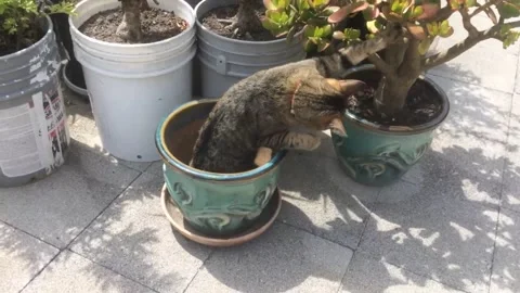 Cat In A Garden Pot 스톡 동영상 156521361