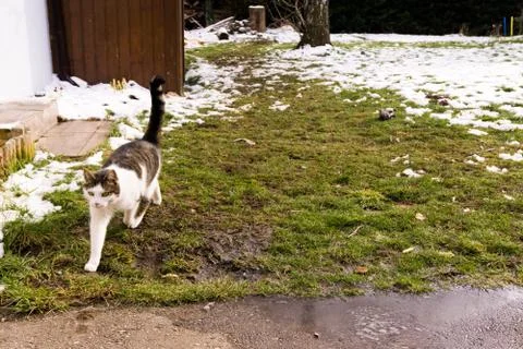 Cat in the garden is running from the snow Stock Photos