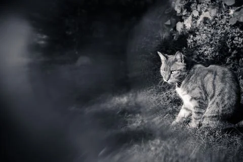 A cat in the garden with special blur effect in black and white. Stock Photos