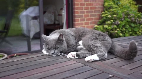 Cat on Garden Table Video stock 46029677