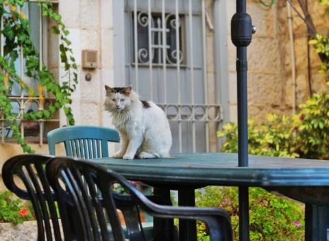 Cat on the garden table Stock Photos