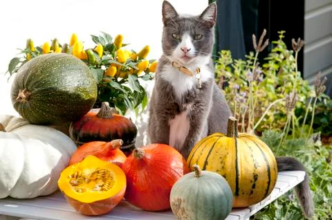Cat on garden table with pumpkin Fotos Stock