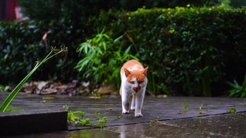 Cat in garden video Stock Footage 314908913