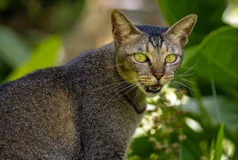 Cat in the garden1 Stock Photos