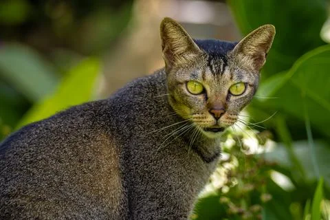 Cat in the garden3 Stock Photos