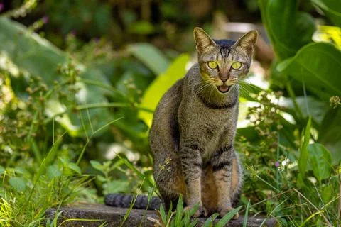 Cat in the garden6 Stock Photos
