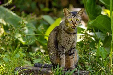 Cat in the garden7 Stock Photos