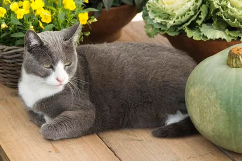 Cat on gardentable with pumpkin 写真素材